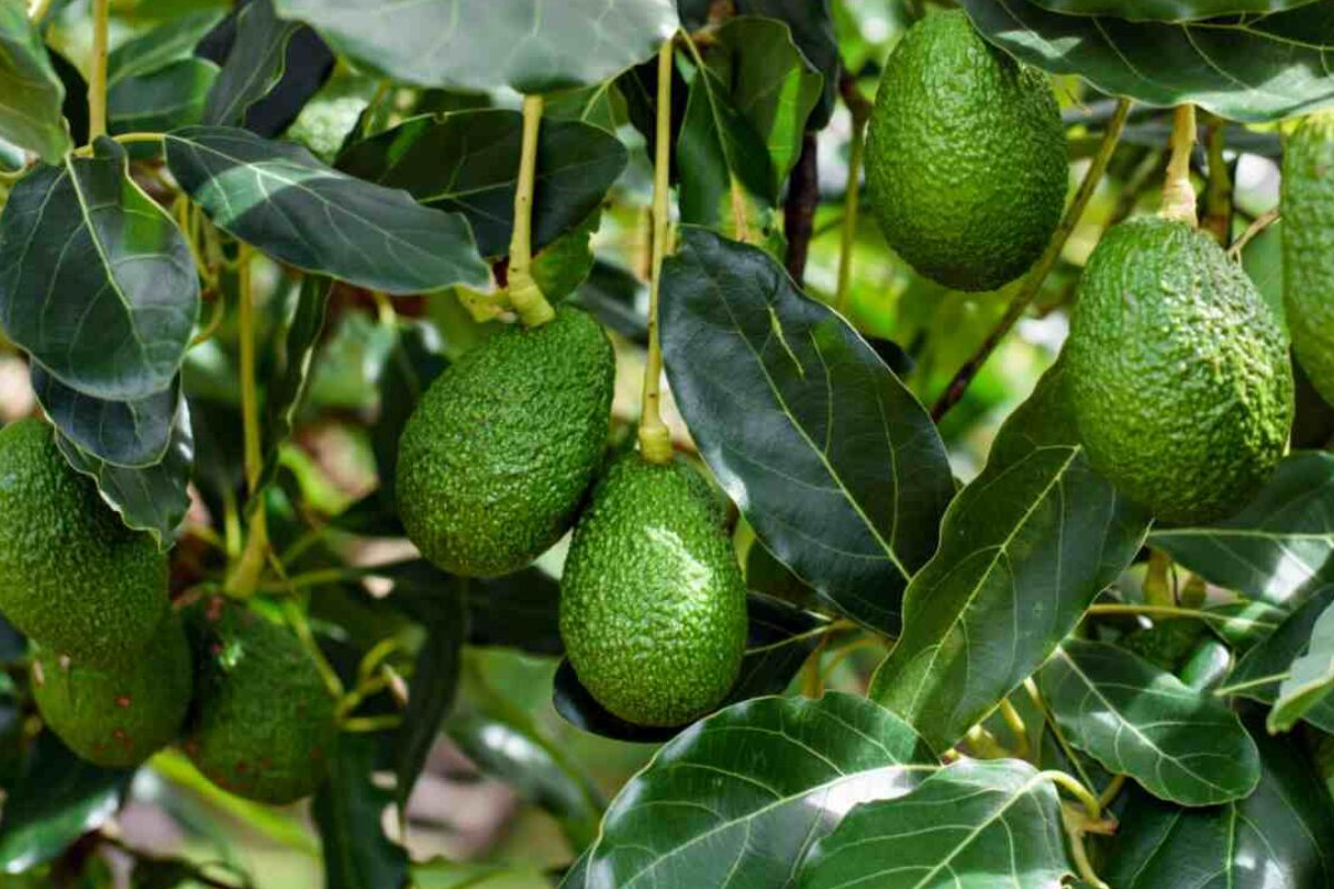 Avocado Farming