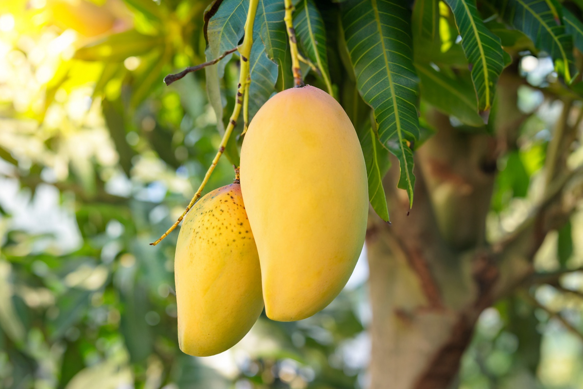 Mango Farming