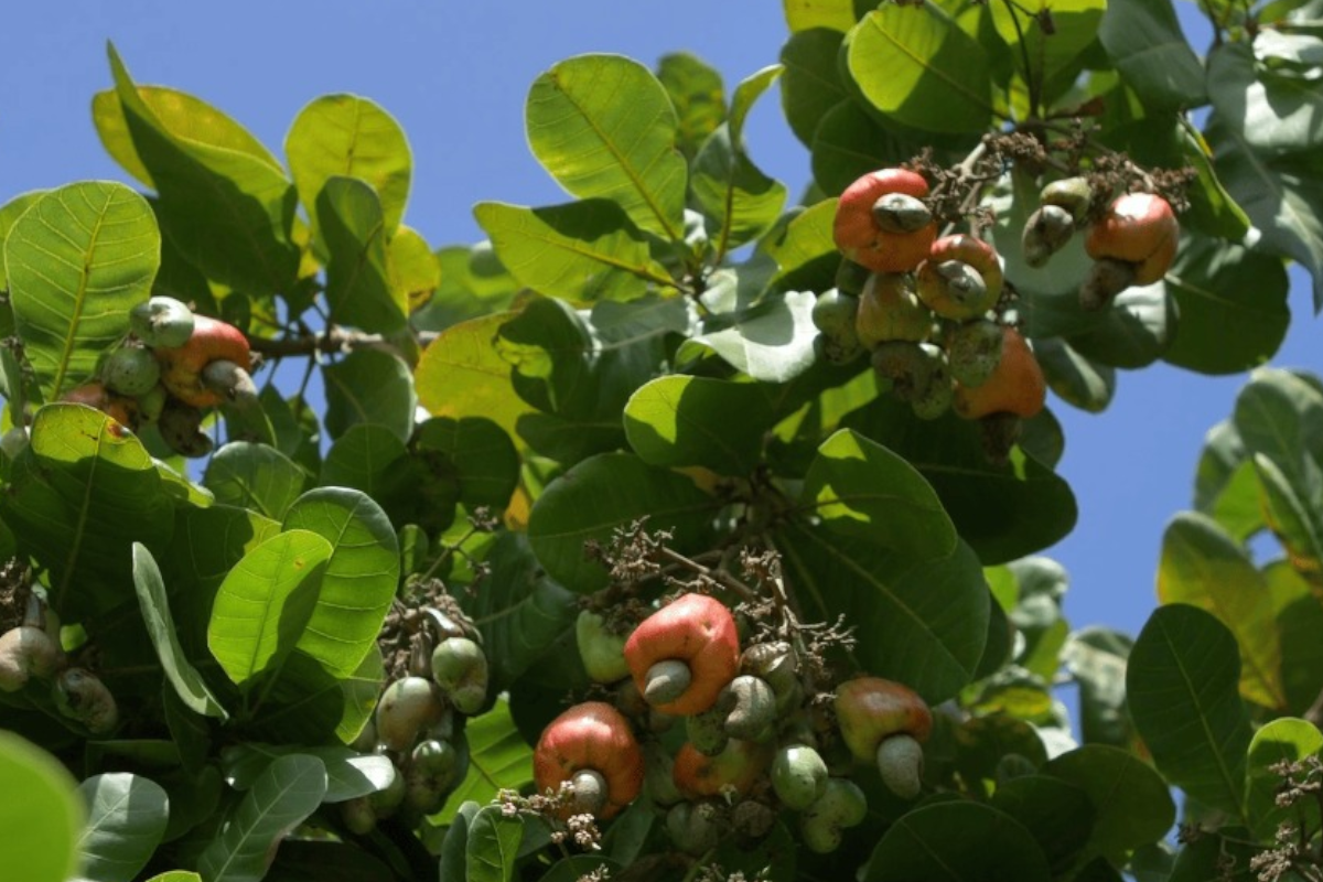 Cashew Nuts Farming